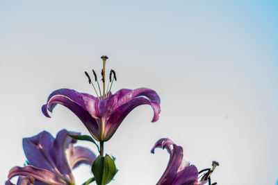 Close-up of pink flowering plant against clear sky