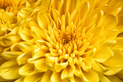 Full frame shot of yellow flower