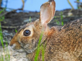 Close-up of a rabbit on land