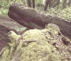 Close-up of tree trunk in forest