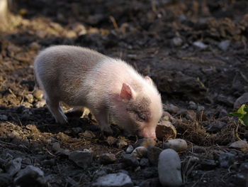 Close-up of piglet standing on field