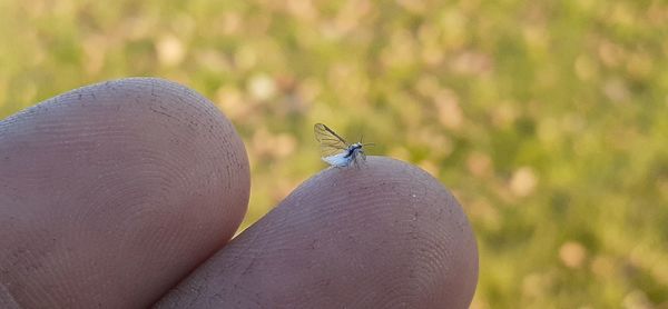 Close-up of insect on hand