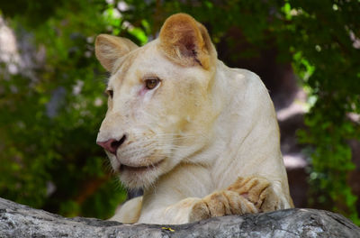 Close-up of lioness relaxing on rock