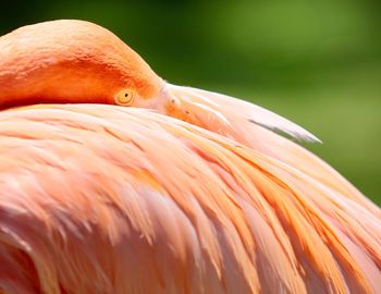 Close-up of bird