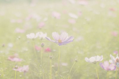 Close-up of pink flowering plant on field