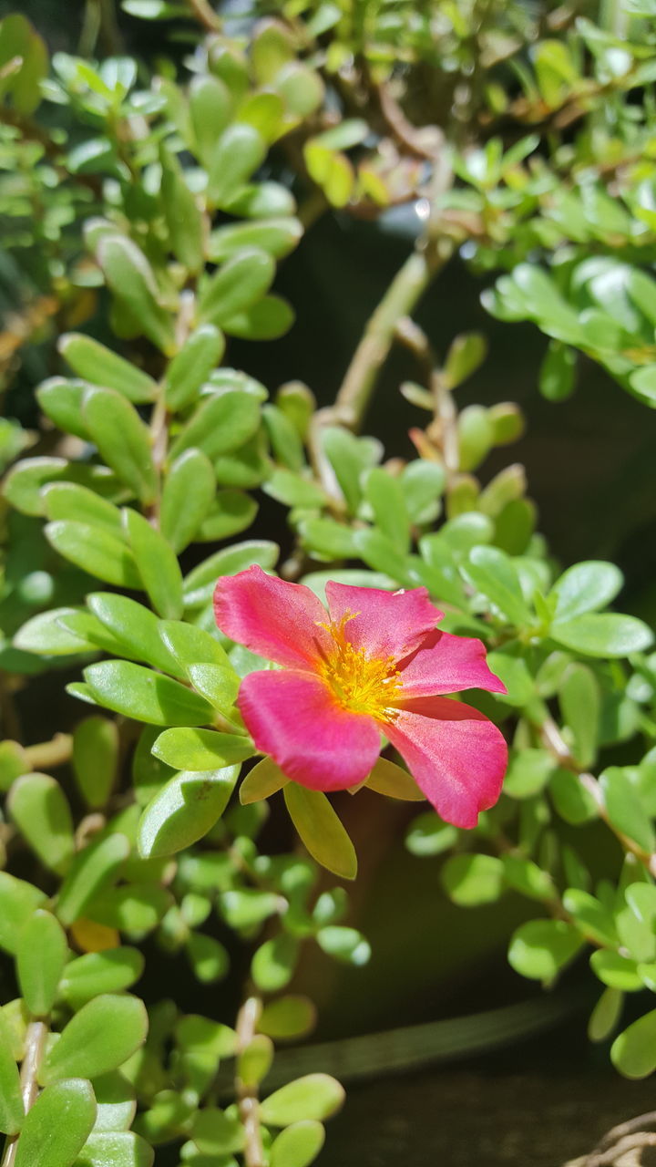 flowering plant, flower, plant, freshness, growth, fragility, vulnerability, beauty in nature, petal, inflorescence, flower head, pink color, close-up, nature, green color, day, no people, leaf, plant part, focus on foreground, outdoors, pollen