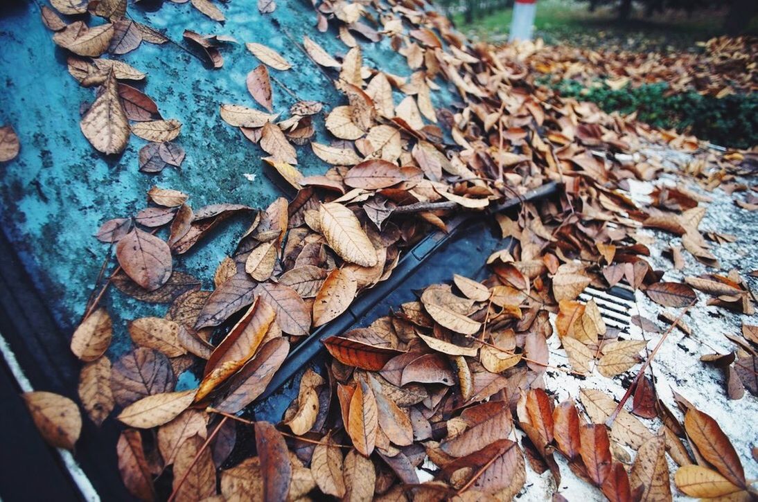 CLOSE-UP OF DRY AUTUMN LEAVES ON WOOD