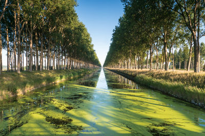 Canal amidst trees