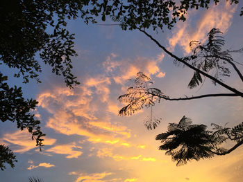 Low angle view of silhouette trees against dramatic sky