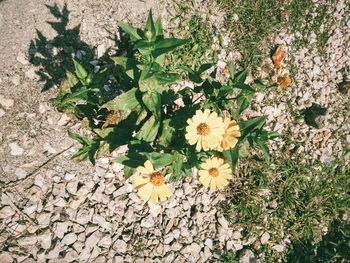 High angle view of flowering plants on field