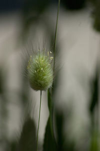 Close-up of flower against blurred background