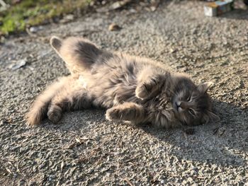 Close-up of cat sleeping