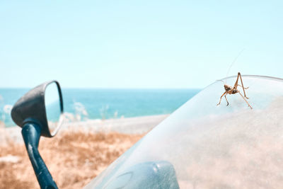 Grasshopper on motorcycle windshield. on the road. traveling by motorcycle. 