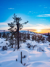 Winter scenery during sunset in snowy lapland, finland