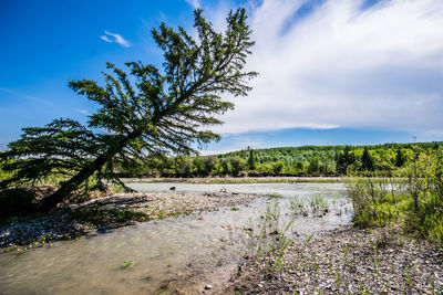 Trees on landscape against sky