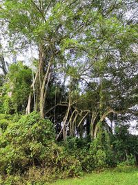 Trees in forest