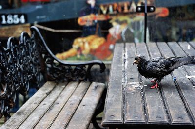 Close-up of bird perching on wood