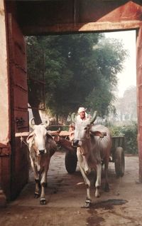 Cows in pen