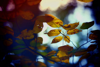 Close-up of yellow flowering plant during autumn