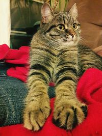 Close-up portrait of cat