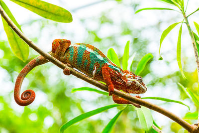 Close-up of a lizard on tree