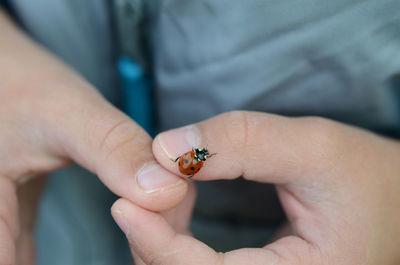 Close-up of ladybug on hand