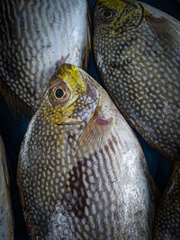 Close-up of fish in market