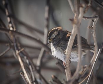 Close-up of bird perching on twig