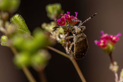 Close-up of butterfly pollinating on pink flower