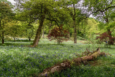 Trees in forest