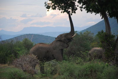 Scenic view of elephant on land against sky