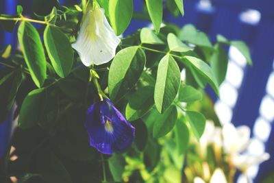 Close-up of purple flowering plant