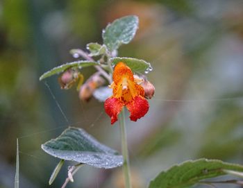 Close-up of  plant