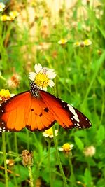 Butterfly perching on flower