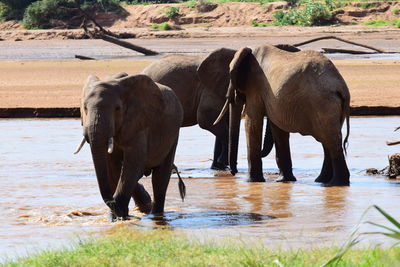 Elephants standing in a river