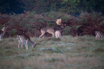 Deer in a field