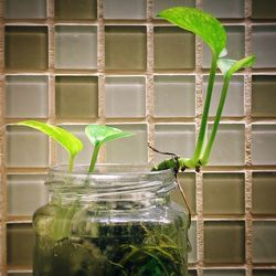 Close-up of glass jar on plant against wall