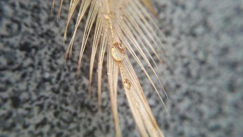 Close-up of wheat