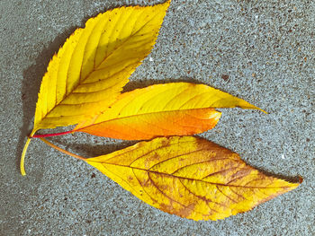 Close-up of sunflower