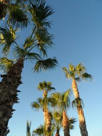 Low angle view of palm trees against blue sky