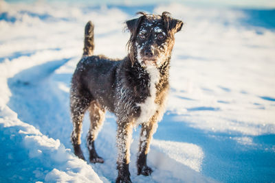 Dog in snow