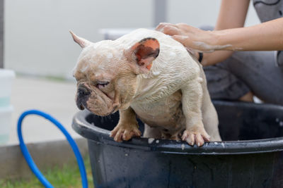 Woman bathing dog in tub at yard