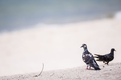 Pigeons perching on sand at beach during sunny day