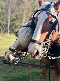 Horse standing on field