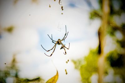 Close-up of spider on web