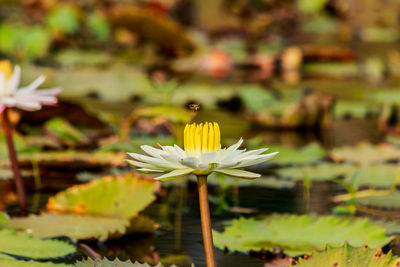 Close-up of water lily in lake