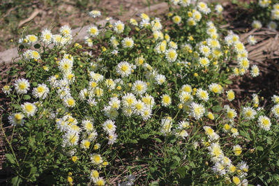 Close-up of yellow flowering plants on field