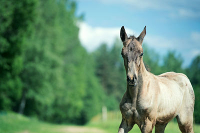 Portrait of a horse