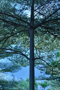 Low angle view of trees in forest
