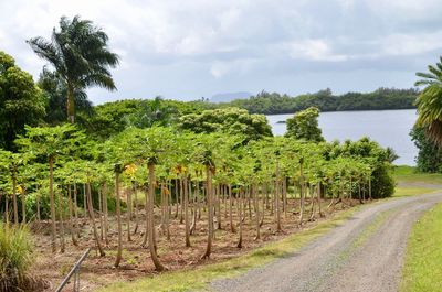 Panoramic shot of road amidst trees against sky